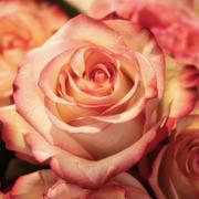 Ervaringen van  medium Rose